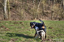 Fotos_Hunde
