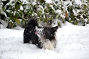 Schneehund II