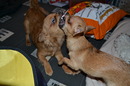Fotos_Hunde