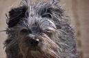 Fotos_Hunde