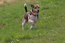 Fotos_Hunde