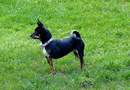 Klein Lisa unser Chi