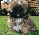 Shih Tzu Baby Tapsy