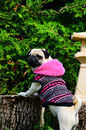 Fotos_Hunde