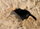 Fotos_Hunde