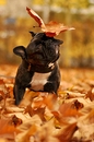 Achtung Herbst