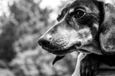 Fotos_Hunde