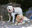 Anjo und Lucky im Juli im Bayerischen Wald