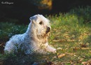 Mia mein Irish Soft Coated Wheaten Terrier