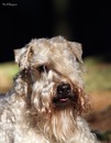 Irish Soft Coated Wheaten Terrier