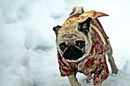 Mops im Kimono ganz schnell