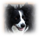 Unser Bordercollie Lasko ...