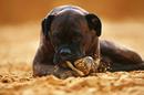 Fotos_Hunde