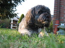 Fotos_Hunde