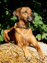 Rhodesian Ridgeback auf dem Thron 