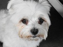 Malteser