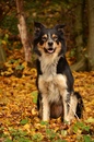 Fotos_Hunde