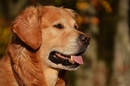 Fotos_Hunde