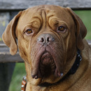 Mein Name ist Bruno....