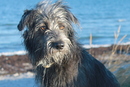 Mein erstes Hunde-Shooting