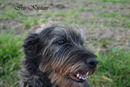 Fotos_Hunde