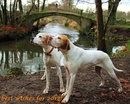 Fotos_Hunde