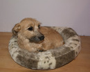 Fotos_Hunde