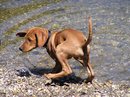 Fotos_Hunde