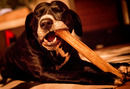 Fotos_Hunde