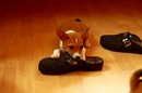 Basenji Welpe
