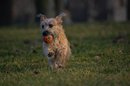 Fotos_Hunde