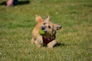 Fotos_Hunde