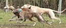 Galgo`s