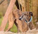 Galgo