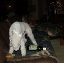 Fotos_Hunde