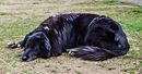 Fotos_Hunde