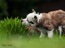 Fotos_Hunde