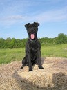 Fotos_Hunde