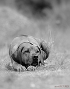 Fotos_Hunde