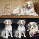Fotos_Hunde