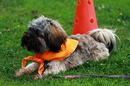 Fotos_Hunde