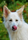 Fotos_Hunde