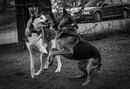 Fotos_Hunde