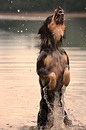 Fotos_Hunde