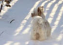 Serie Spaß mit Lilly im Schnee - Foto 4