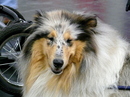 Fotos_Hunde