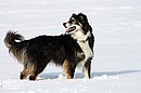 Fotos_Hunde