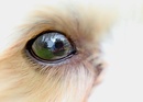 In dem Auge meines Hundes