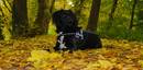 Fotos_Hunde