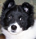 Watson 2
